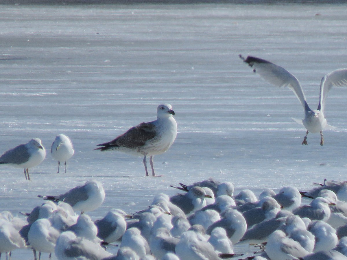 Great Black-backed Gull - ML311497171