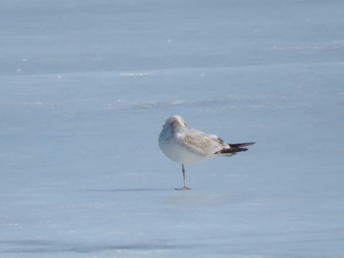 Goéland cendré (canus) - ML311498451