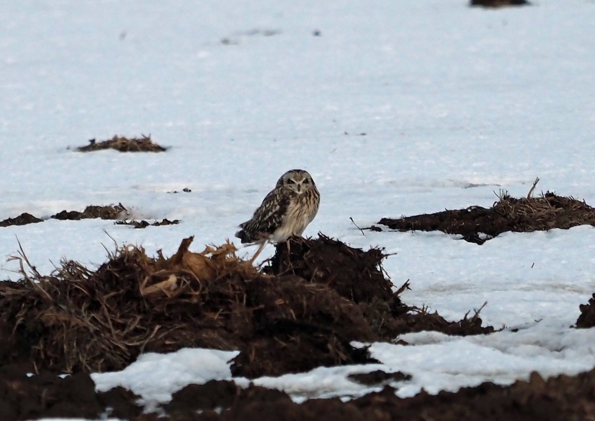 Short-eared Owl - ML311499071