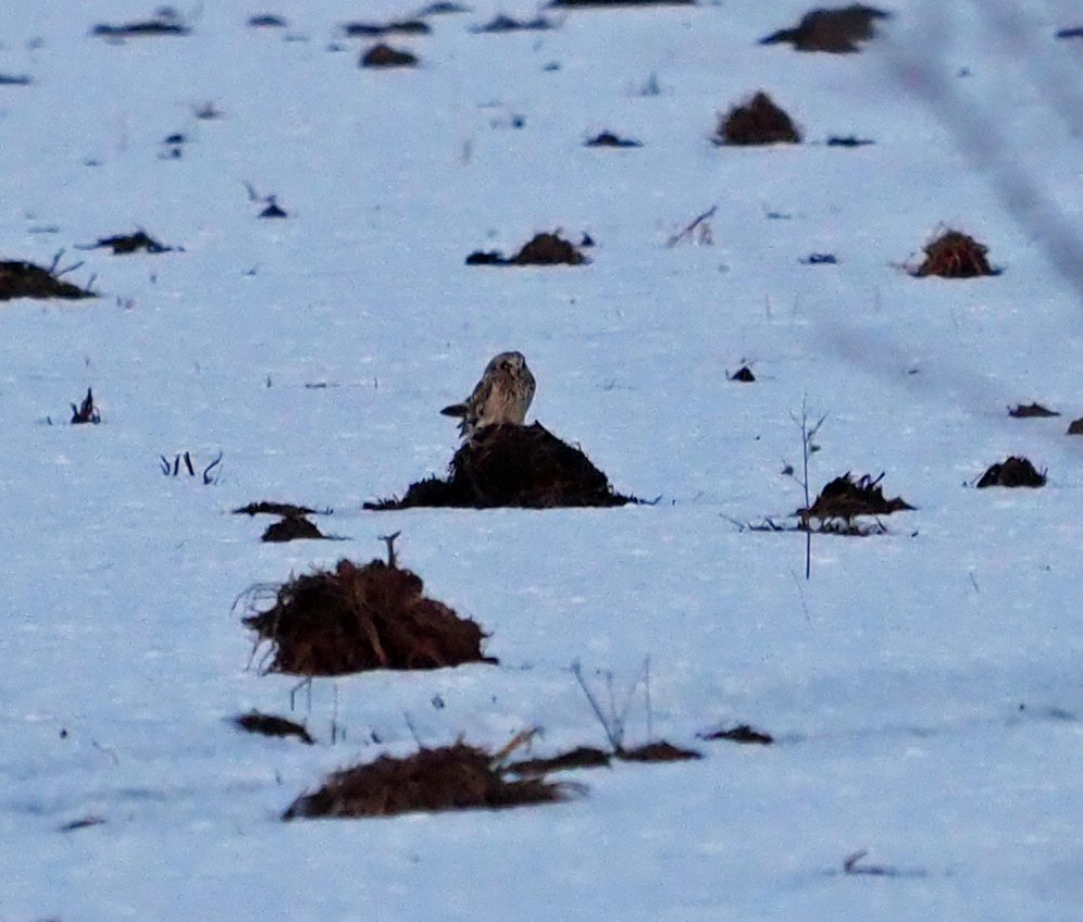 Short-eared Owl - Celeste Morien