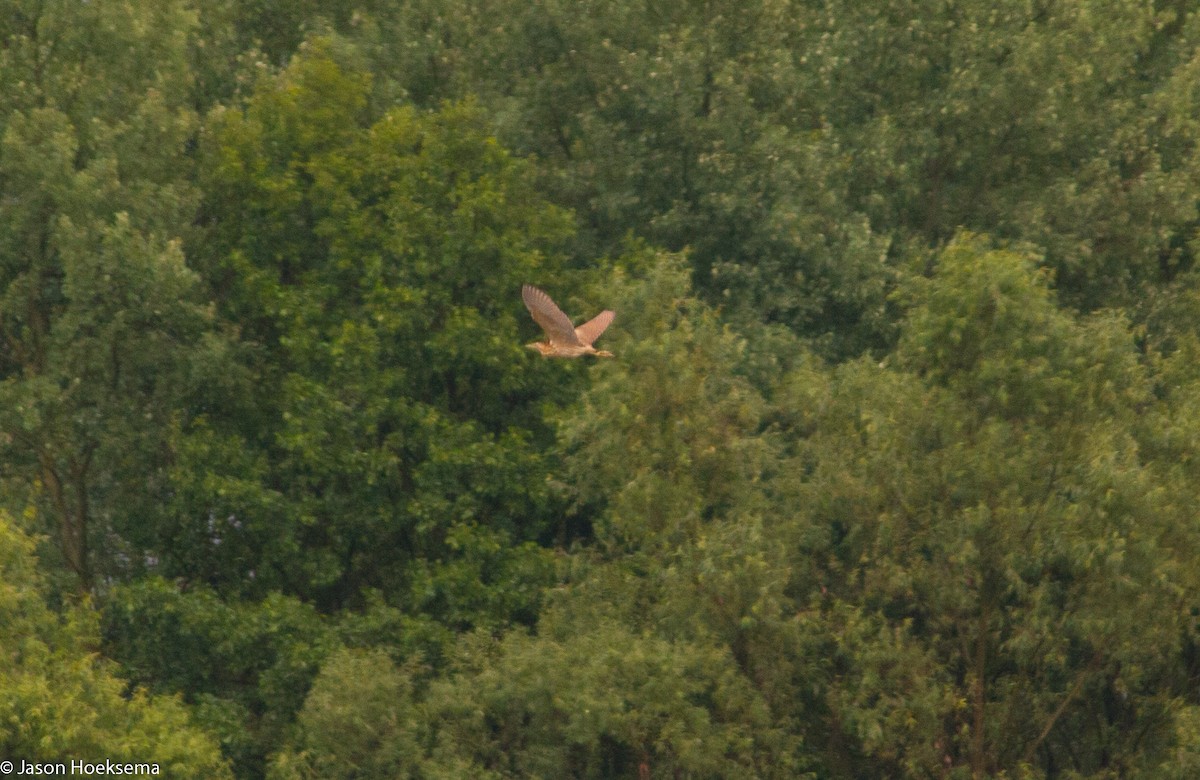 Eurasian Bittern - Jason Hoeksema