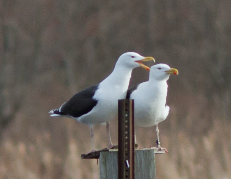 Great Black-backed Gull - ML311502411