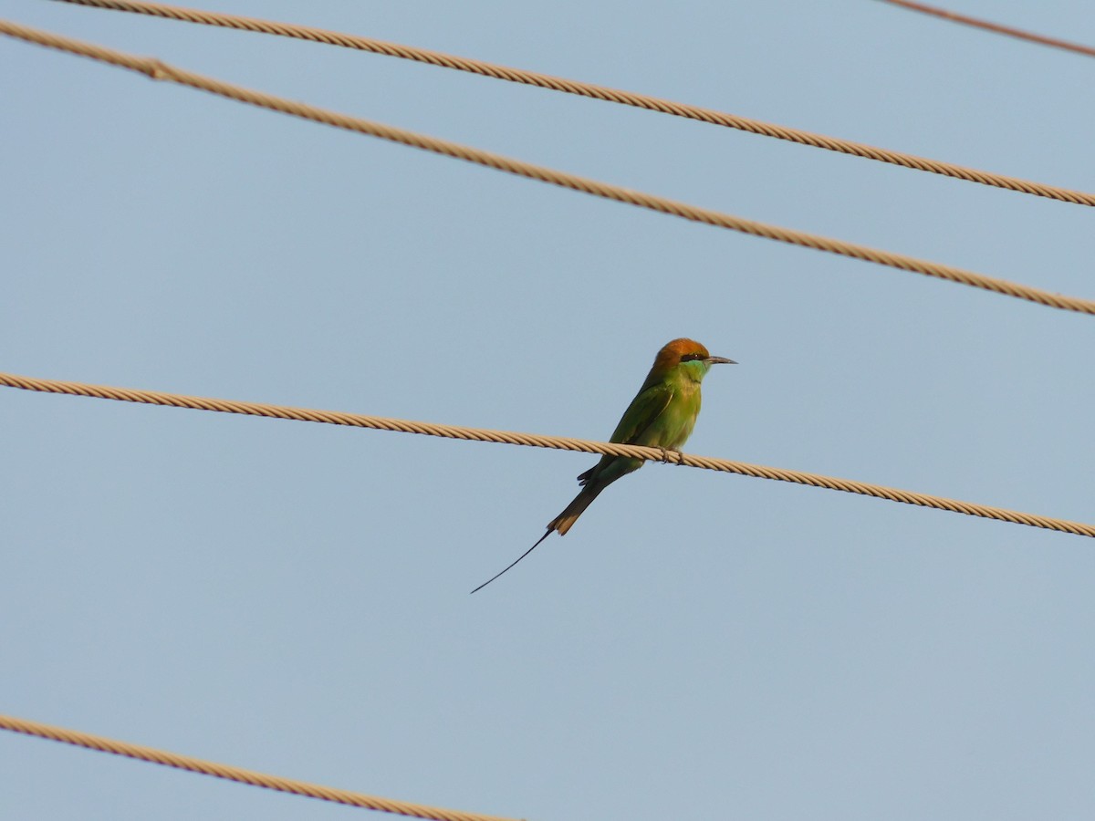 Asian Green Bee-eater - ML311502511