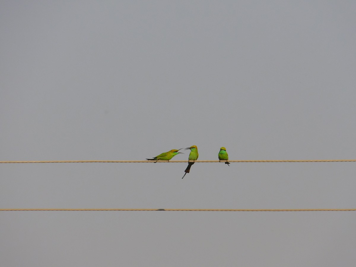 Asian Green Bee-eater - ML311502691