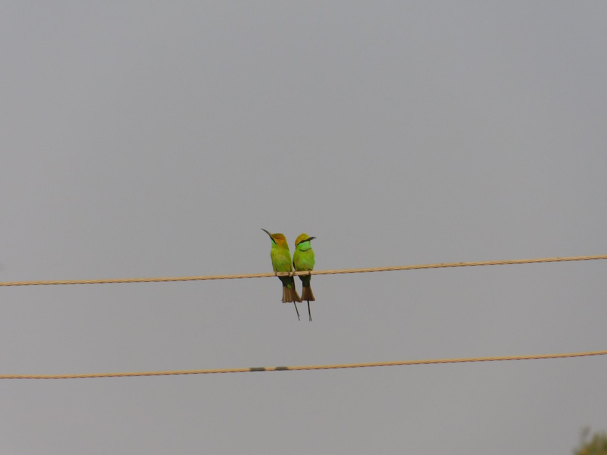 Asian Green Bee-eater - ML311502781