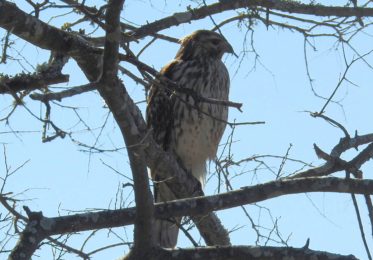 Red-shouldered Hawk - Gary Hunter