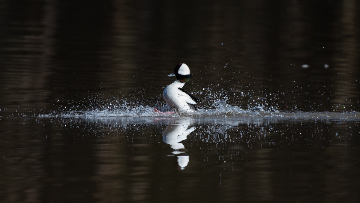 Bufflehead - ML311505471
