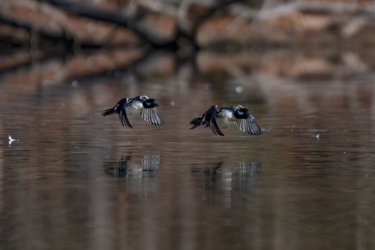Bufflehead - ML311506581
