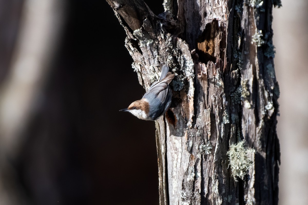 Brown-headed Nuthatch - ML311506701
