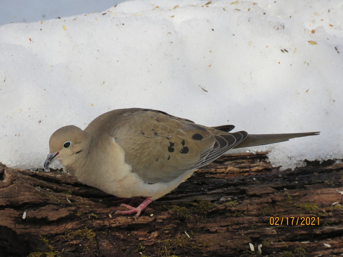 Tourterelle triste - ML311508411