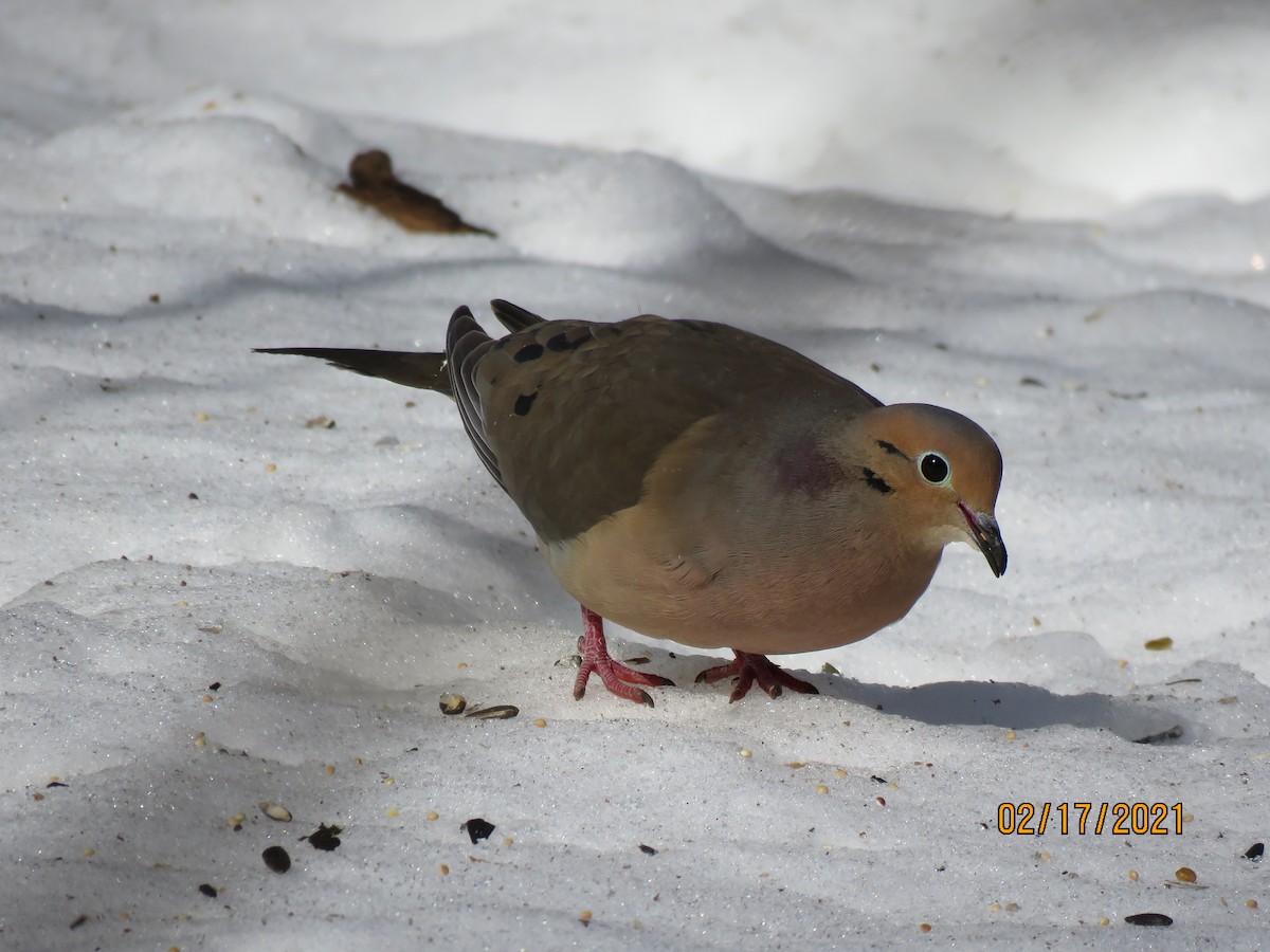 Tourterelle triste - ML311508431