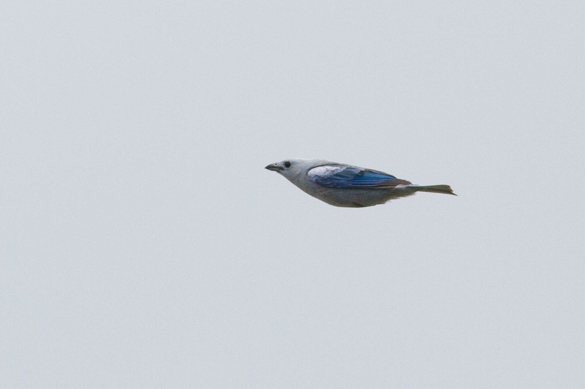 Blue-gray Tanager - ML311508681