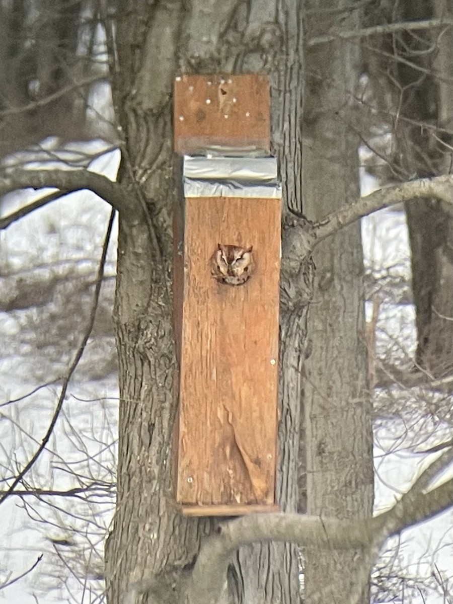 Eastern Screech-Owl - ML311509941