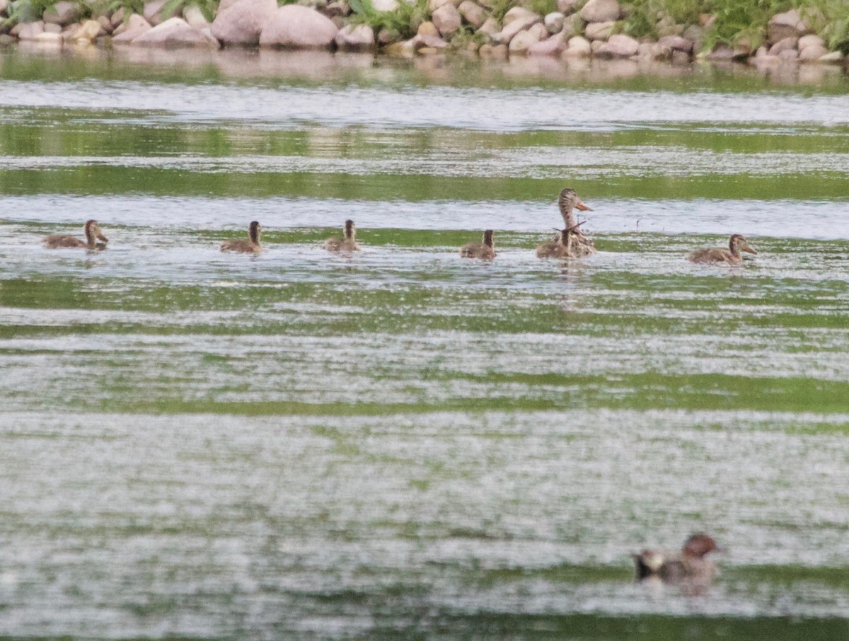 Northern Shoveler - Karl Overman