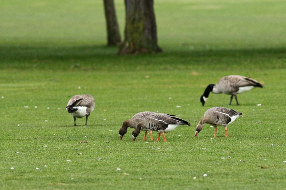 Greater White-fronted Goose - ML311511241