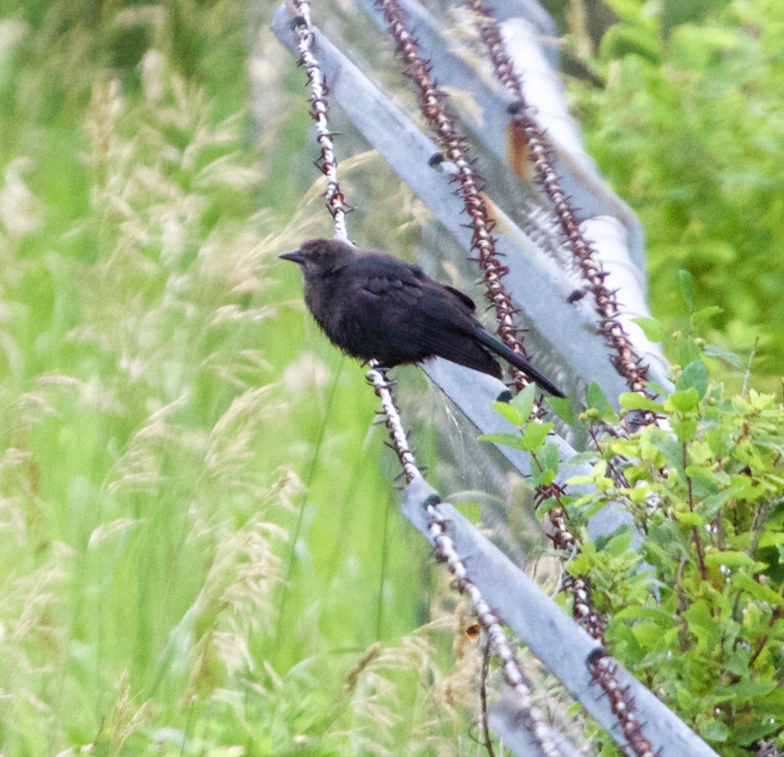 Brewer's Blackbird - ML31151131