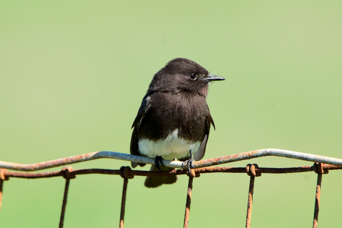 Black Phoebe - ML311511861