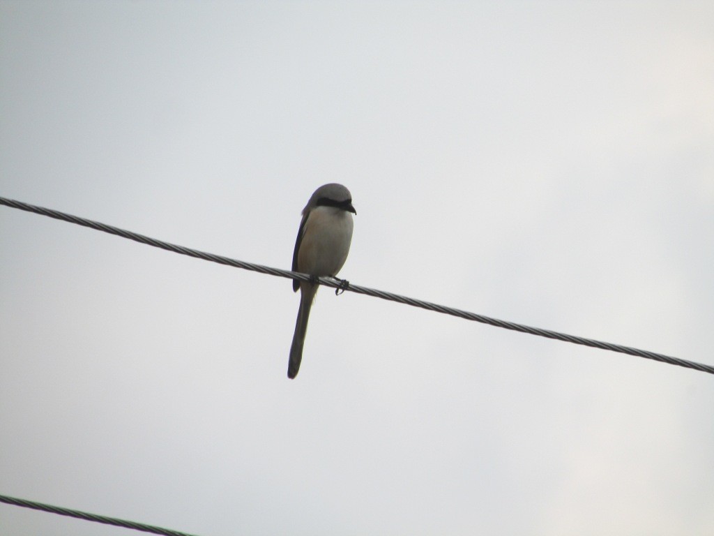 Long-tailed Shrike - ML31151301