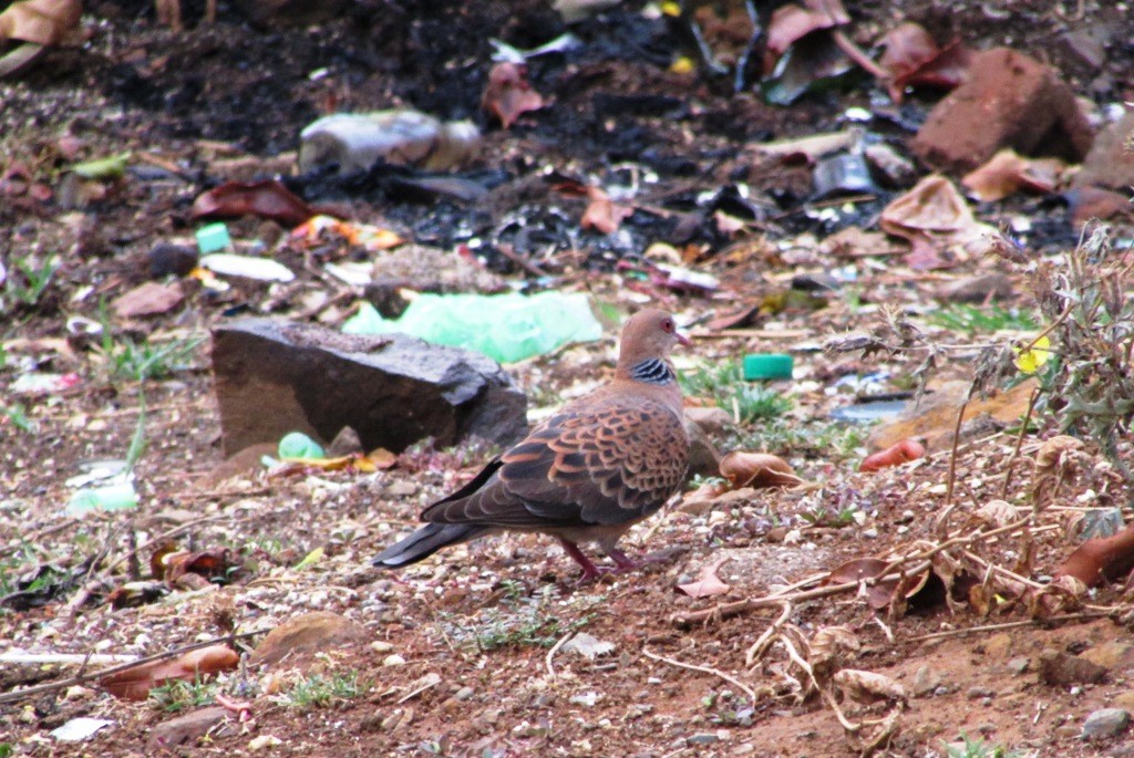 Oriental Turtle-Dove - Siddhesh Surve