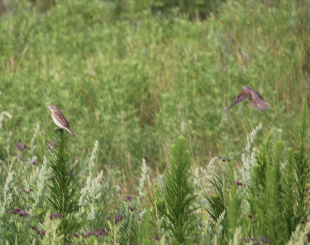 Dickcissel - ML31151321