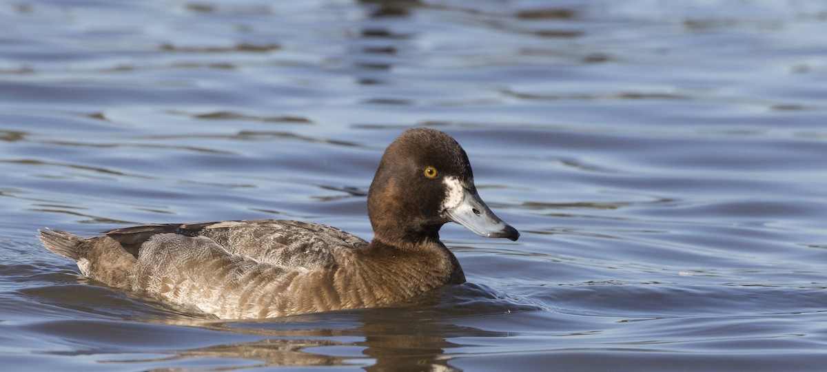 Lesser Scaup - ML311513271