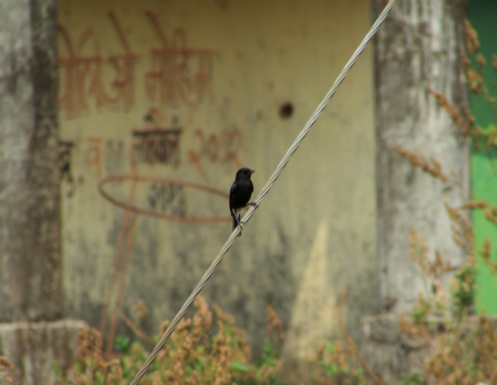 Pied Bushchat - ML31151341