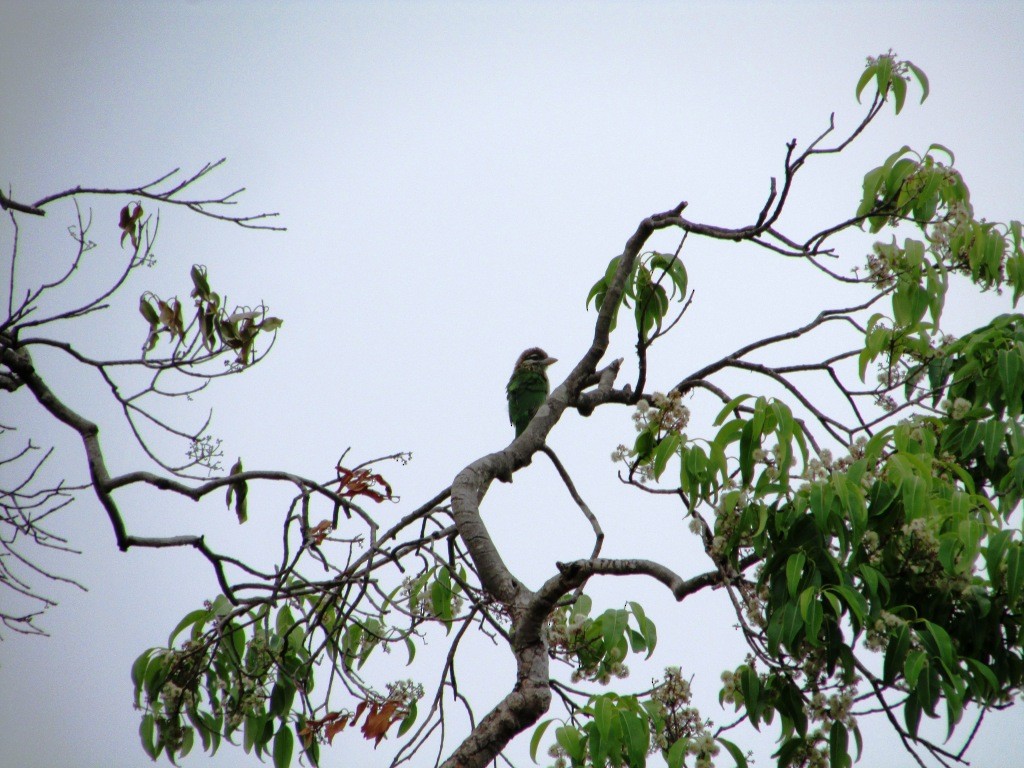 White-cheeked Barbet - ML31151351