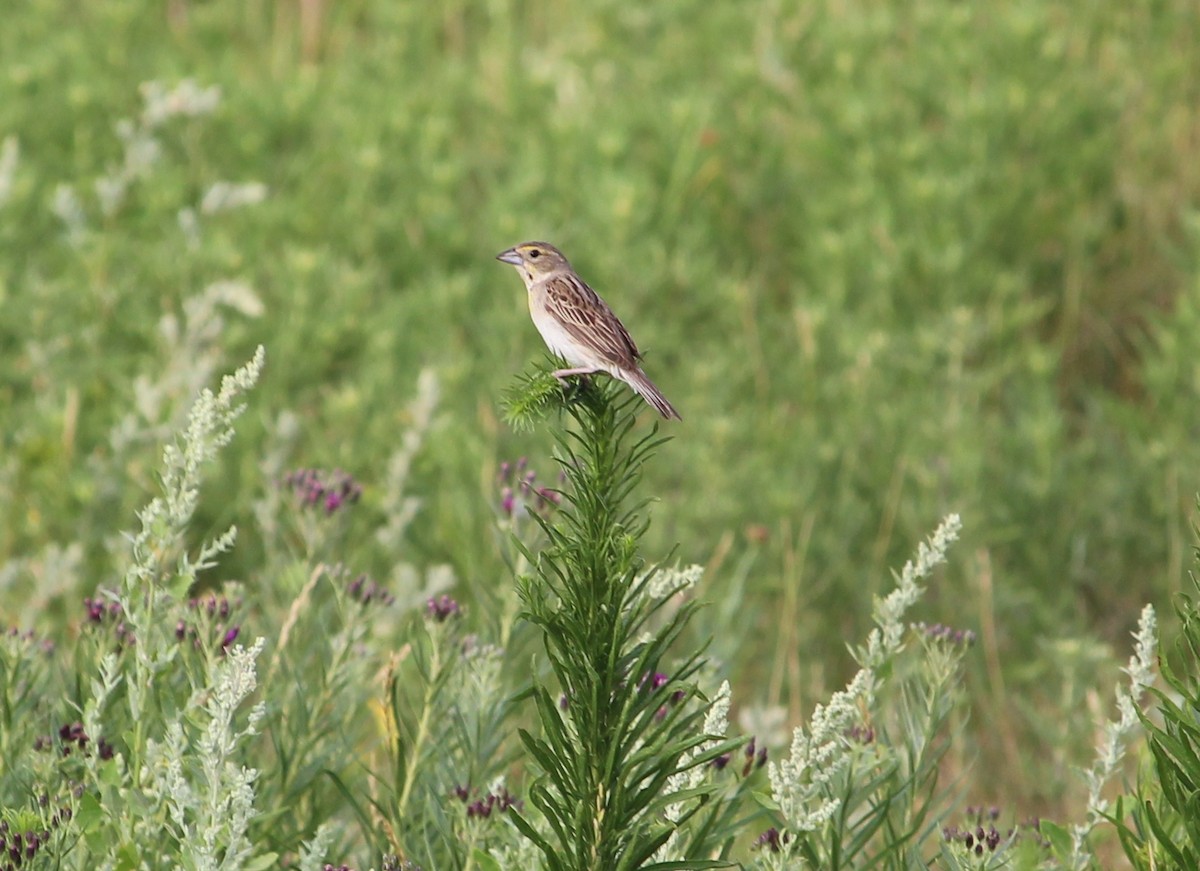 Dickcissel - ML31151381