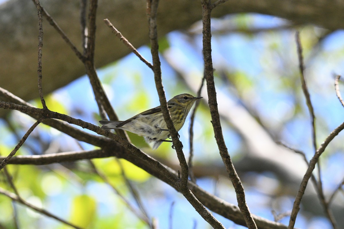 Cape May Warbler - ML311514791