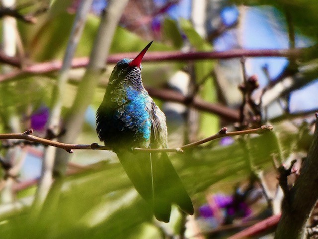 Broad-billed Hummingbird - ML311515501