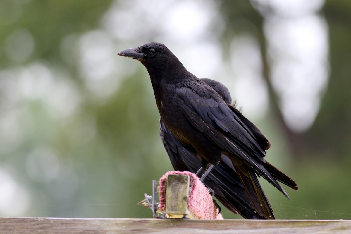 American Crow - Jay McGowan