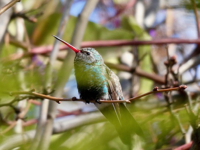 Broad-billed Hummingbird - ML311515511