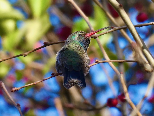 Broad-billed Hummingbird - Garrett Pierce