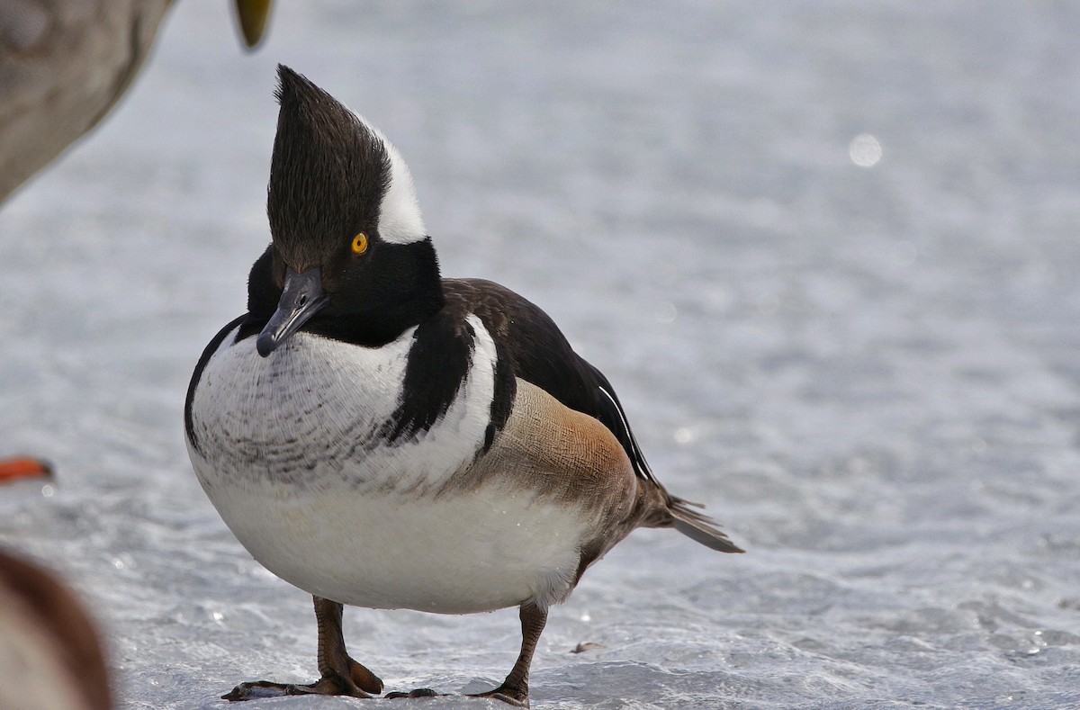 Hooded Merganser - Kiehl Smith