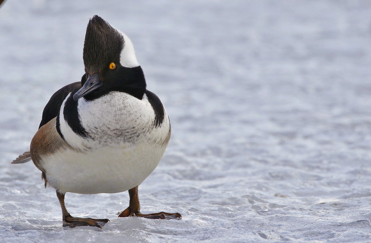 Hooded Merganser - ML311516341