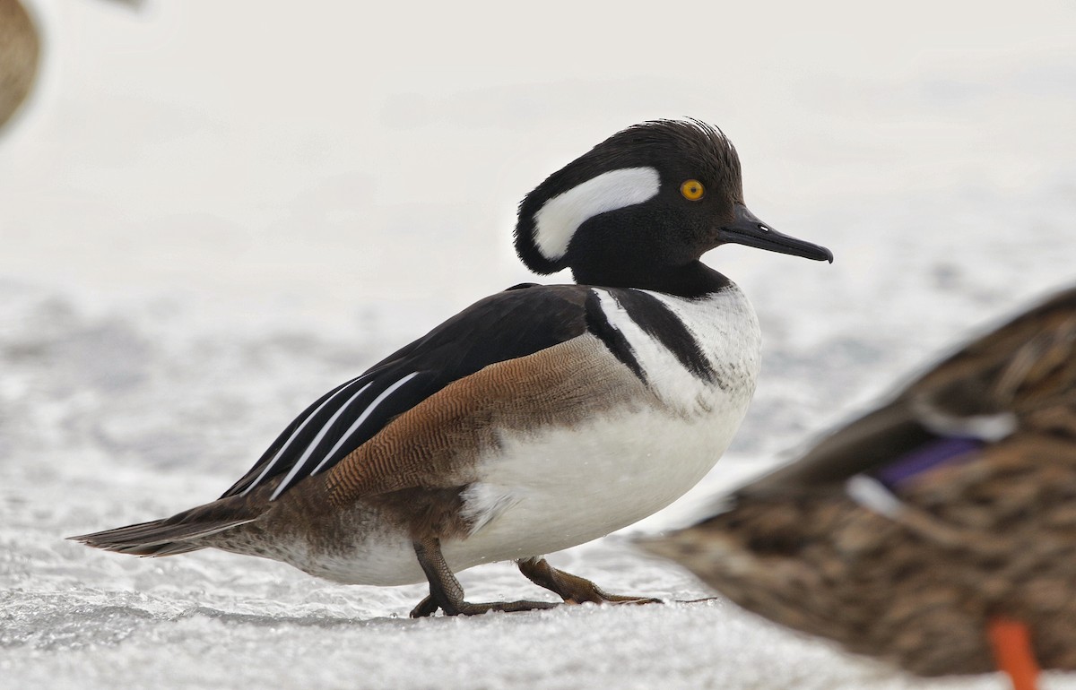 Hooded Merganser - ML311516351