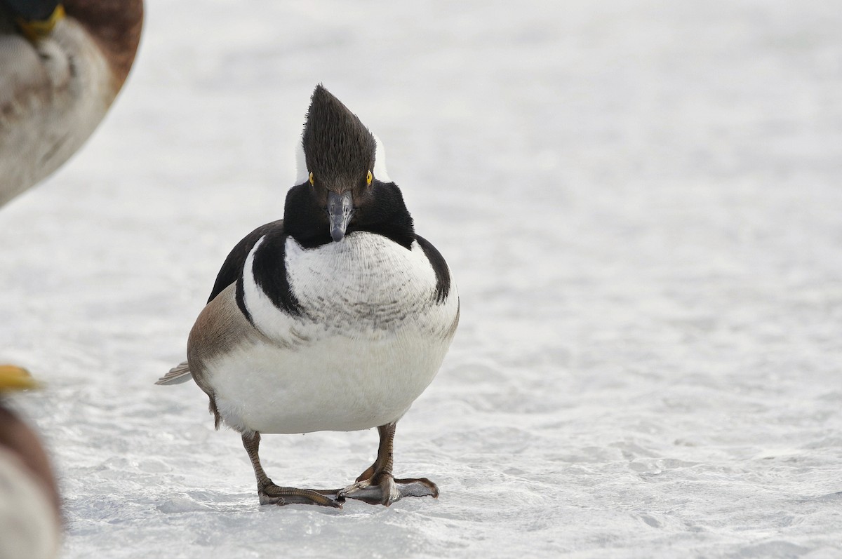 Hooded Merganser - ML311516361