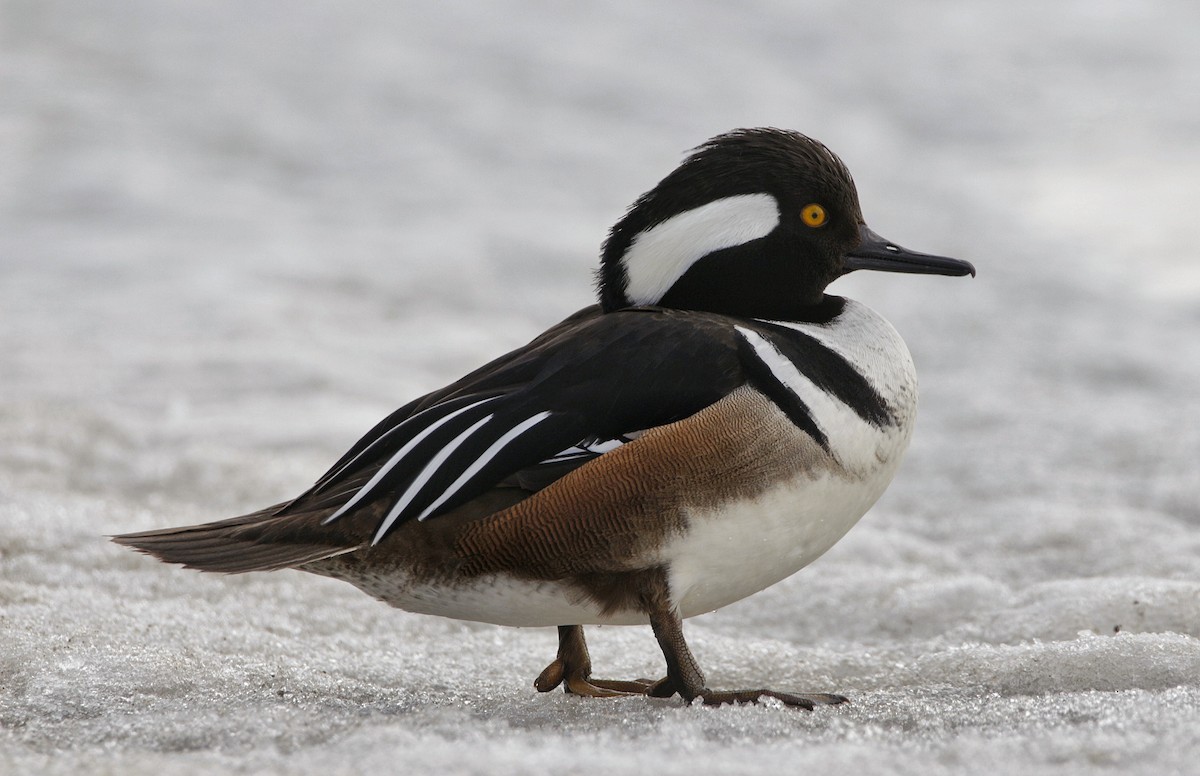 Hooded Merganser - ML311516381