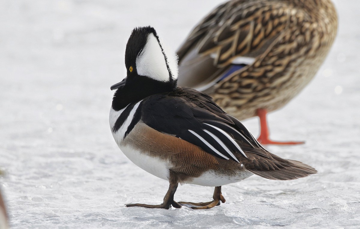 Hooded Merganser - ML311516391