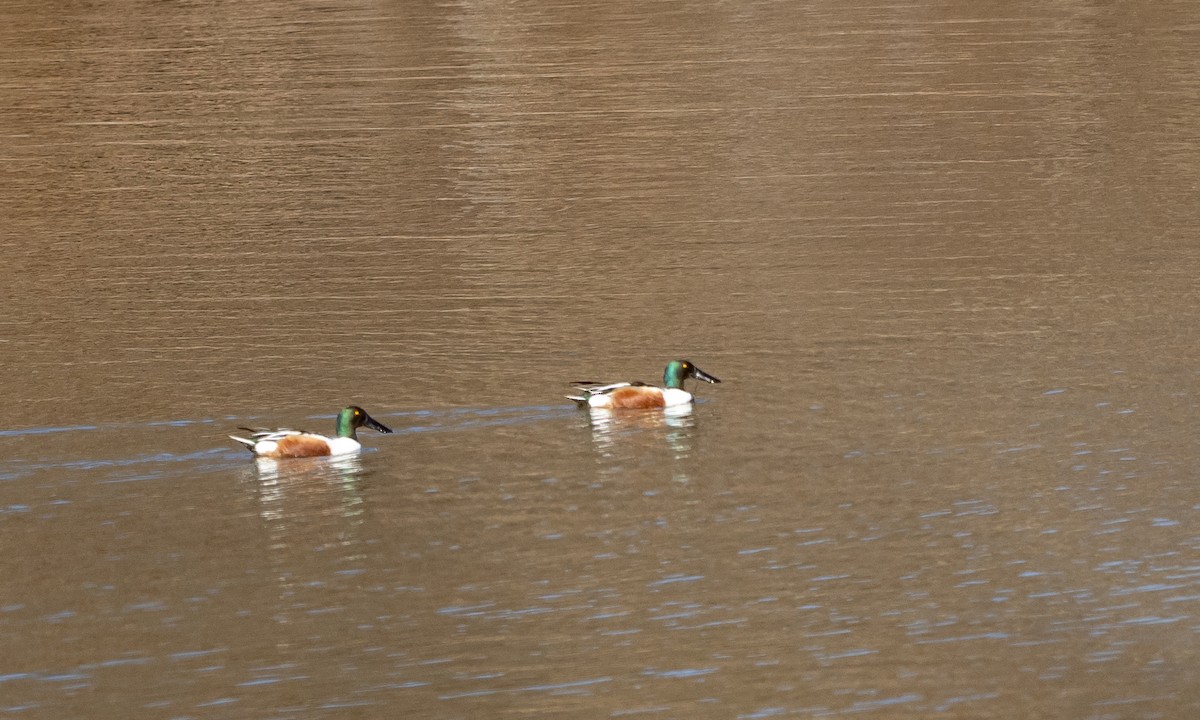 Northern Shoveler - ML311516401