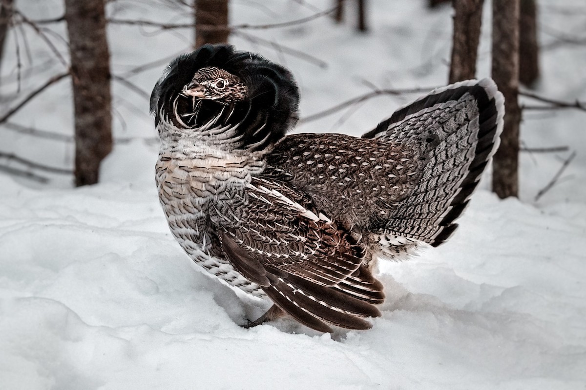 Ruffed Grouse - ML311516851