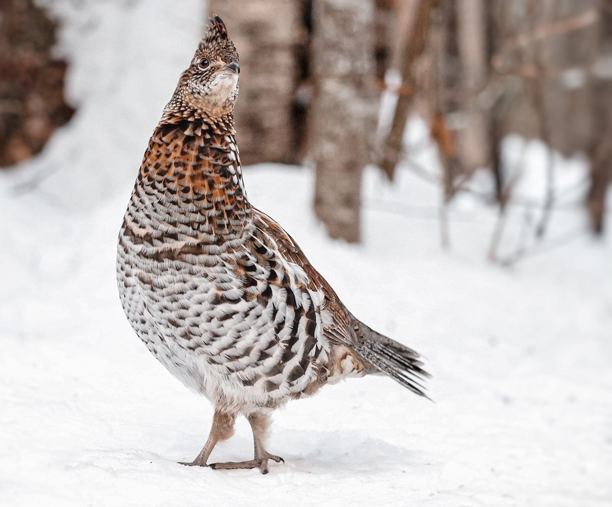 Ruffed Grouse - ML311516981