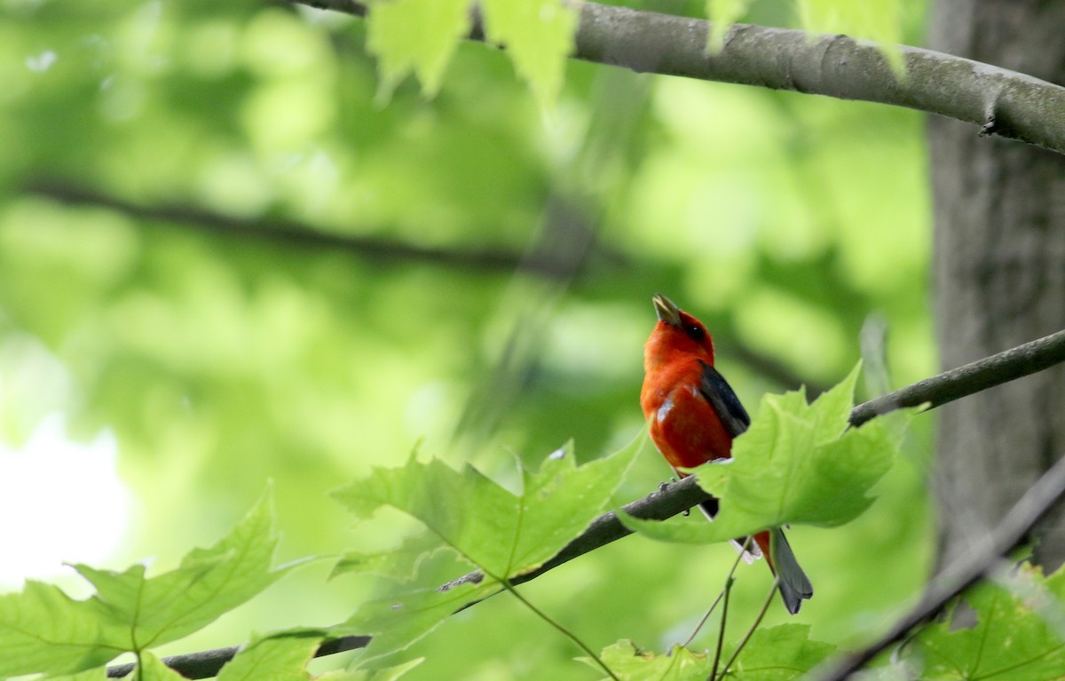 Scarlet Tanager - ML31151741