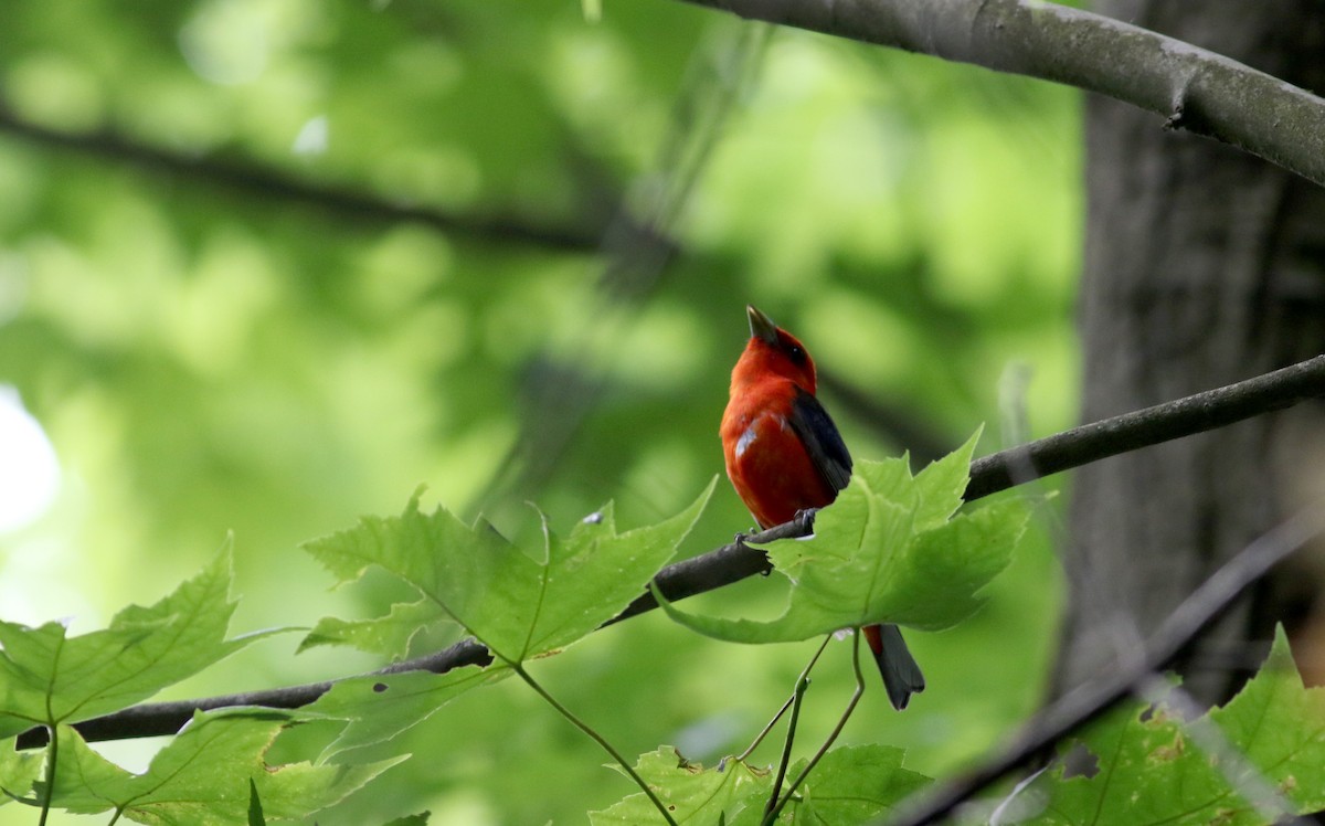 Scarlet Tanager - ML31151751