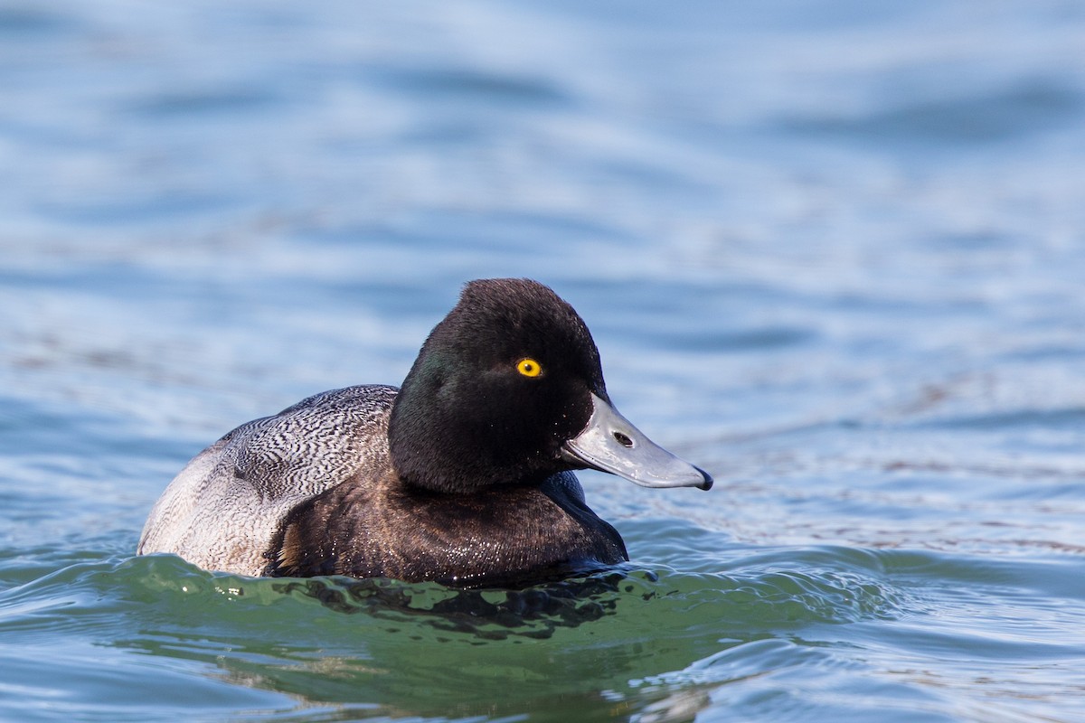 Lesser Scaup - Brian Stahls