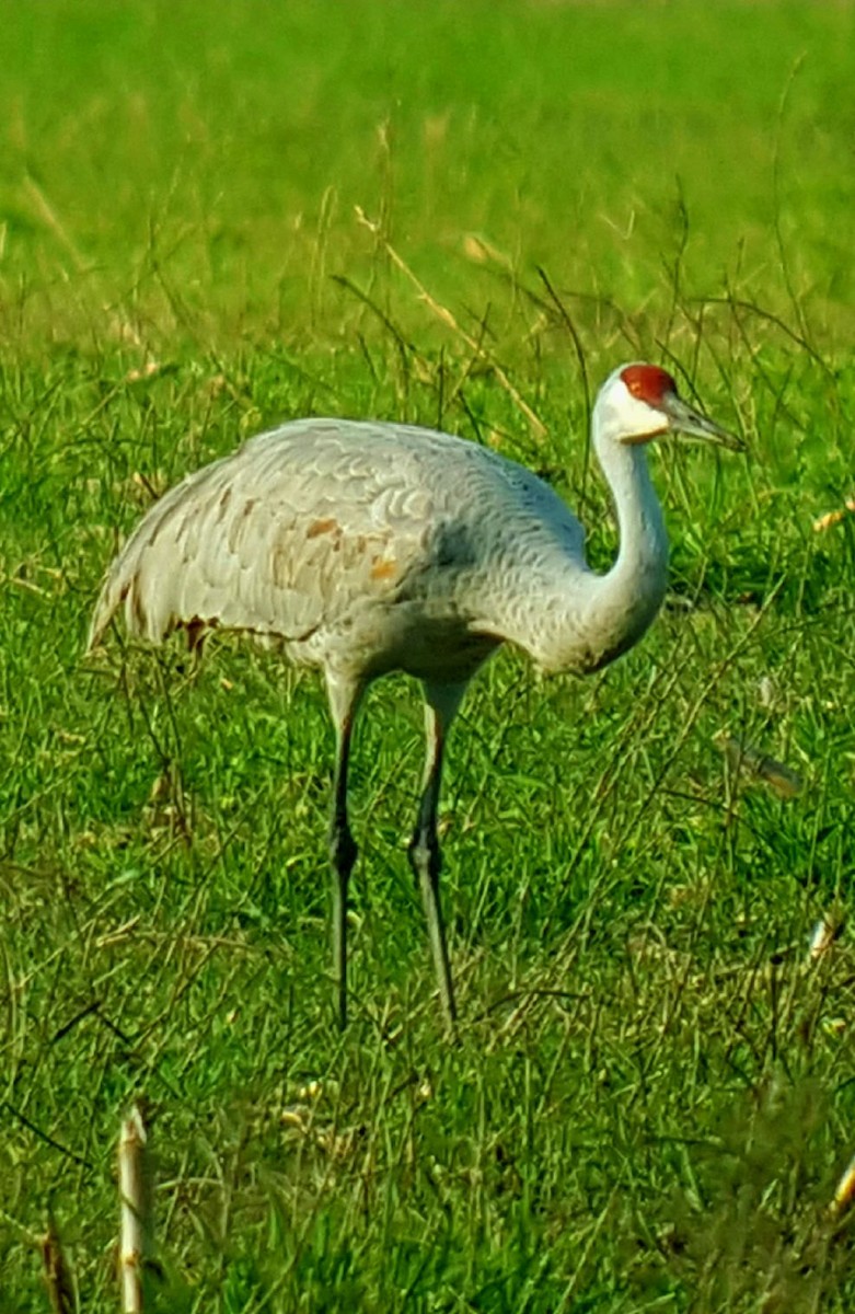 Sandhill Crane - Ritch Lilly