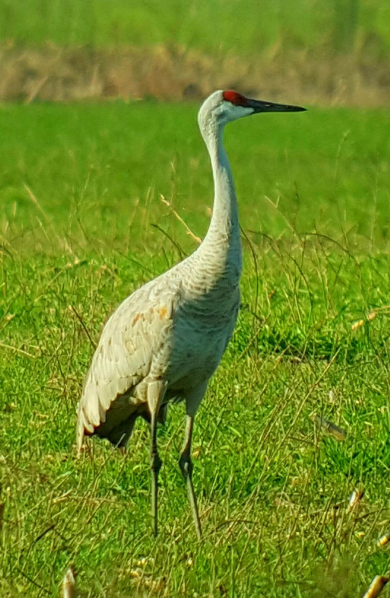 Sandhill Crane - ML311518731