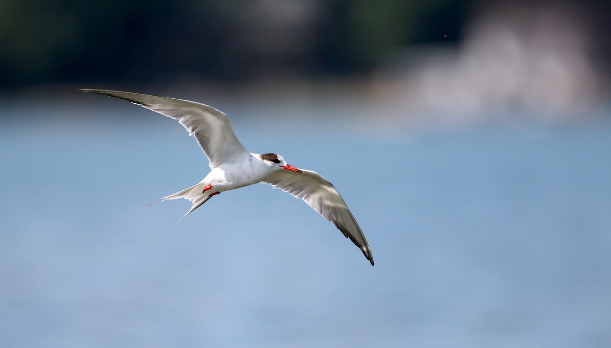 Common Tern - Jay McGowan