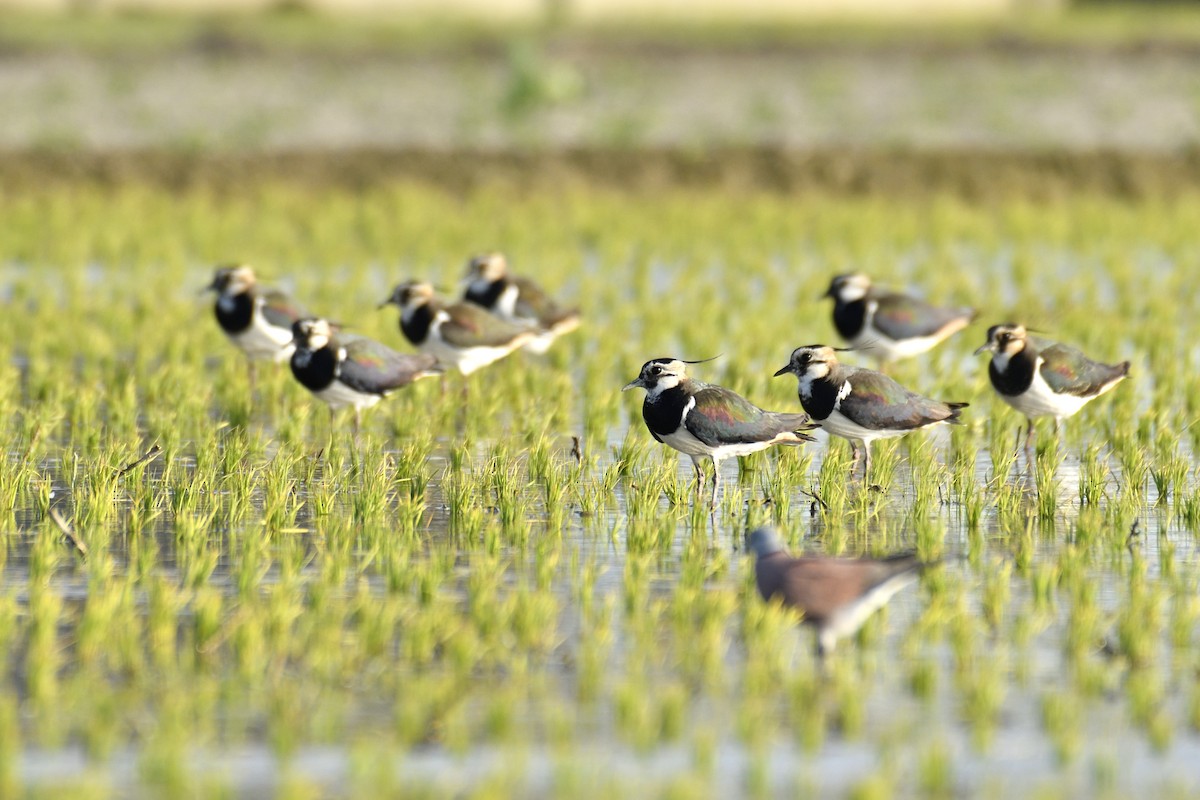 Northern Lapwing - Shih-Hao Wang