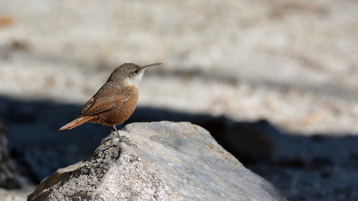 Canyon Wren - ML311520301